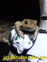 /home//u458753944/public_html/sourcegallery///////////////////////////Roxborough Toad Detour/2021/2021-04-11/P4110237.JPG